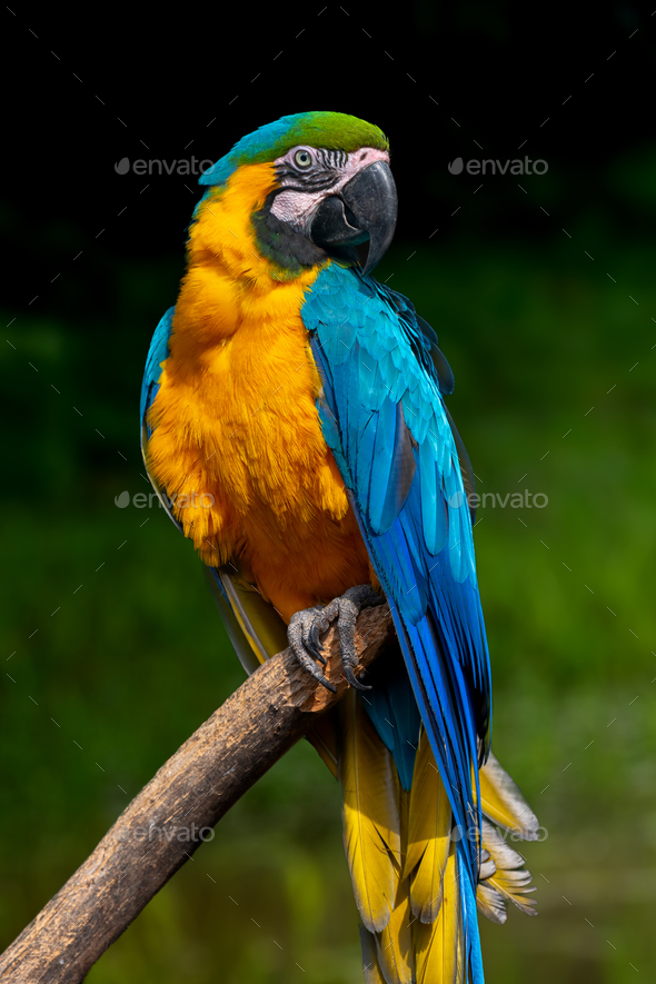 Parrot Bird Severe Macaw Sitting On The Branch Stock Photo By Byrdyak