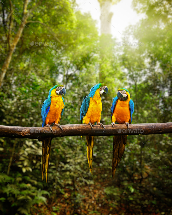 Blue-and-Yellow Macaw Ara ararauna in forest - Stock Photo - Images