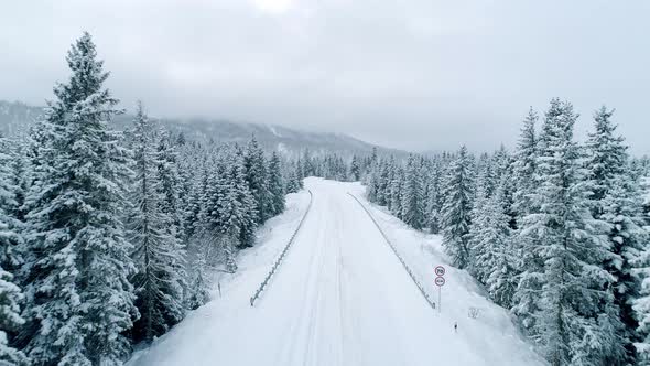 Snowy Road In Winter Forest