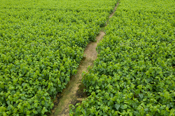 mulberry Leaf Stock Photo by liufuyu | PhotoDune