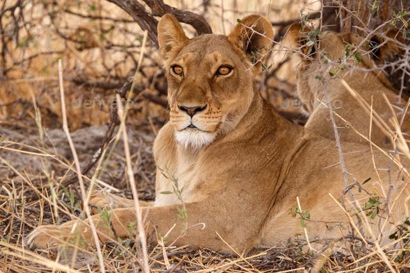 Lion - Okavango Delta - Moremi N.P. - Stock Photo - Images