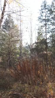 Vertical Video of an Autumn Forest During the Day alt
