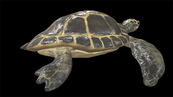 Turtle - 3Docean 23450803