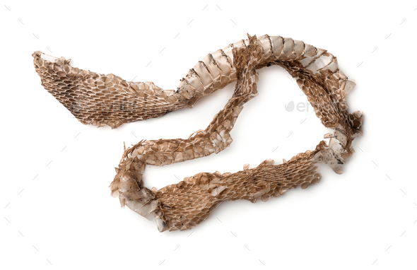 Top view of snake shedding skin - Stock Photo - Images