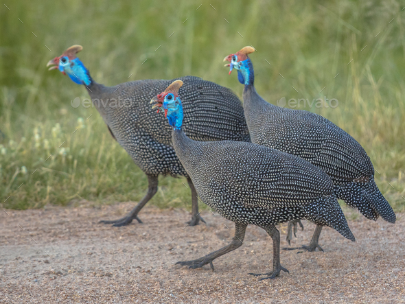 Three Helmeted Guineafowl - Stock Photo - Images