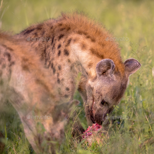 are hyenas scavengers