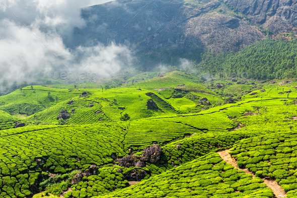 Tea plantations, Munnar, Kerala state, India Stock Photo by f9photos