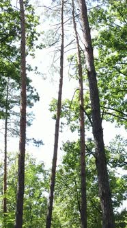 Vertical Video of Green Forest By Day alt