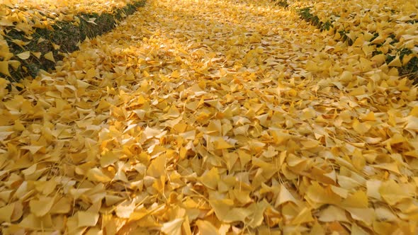 The bright yellow leaves of the Ginkgo Biloba tree in autumn alt