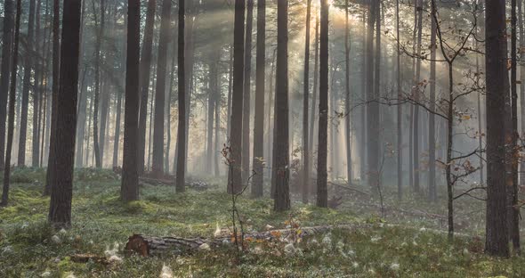 Timelapse of Sun Rays Emerging Through the Forest Trees Trust and Hope Heaven
