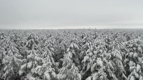 AERIAL: Flying Low Over Frozen and Snowy Forest in Winter
