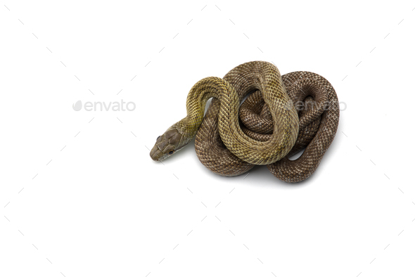 The Japanese rat snake isolated on white background - Stock Photo - Images