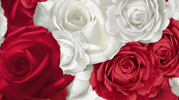 Red & White Roses Floating Background  - 3 Clips - 4K