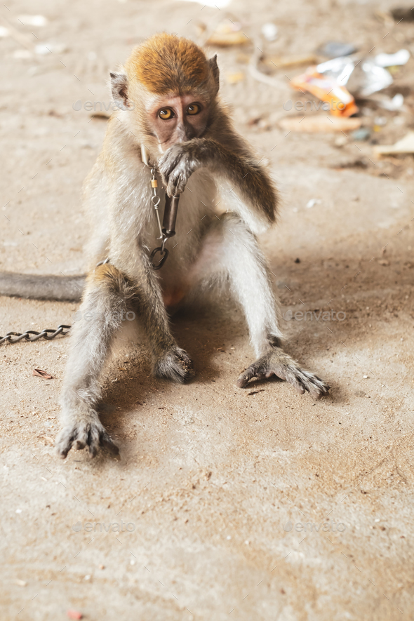 KUCHING / SARAWAK  / MALAYSIA / JUNE 2014: Small monkey chained - Stock Photo - Images