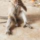 KUCHING / SARAWAK  / MALAYSIA / JUNE 2014: Small monkey chained - PhotoDune Item for Sale