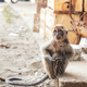 KUCHING / SARAWAK  / MALAYSIA / JUNE 2014: Small monkey chained - PhotoDune Item for Sale