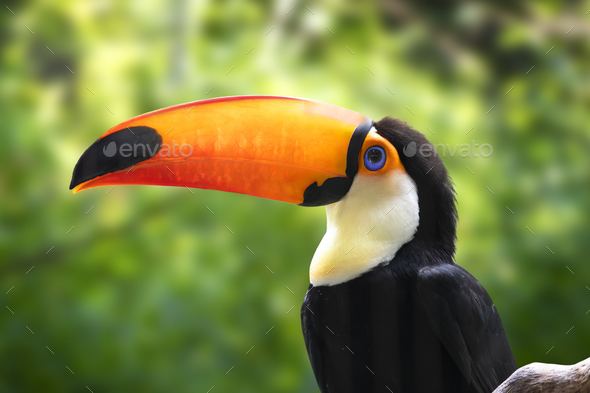 Colorful Toucan Portrait - Stock Photo - Images