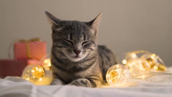 Cute Little Gray Kitten Lying on a Soft Bed with Red Christmas Balls and Light Golden Garlands Paper