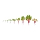 Beet Growth Stages Planting of Red Beetroot Plant, Vectors | GraphicRiver