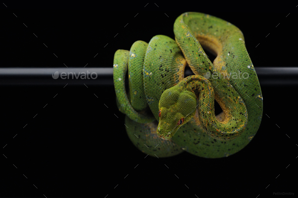 Green tree python isolated on black - Stock Photo - Images