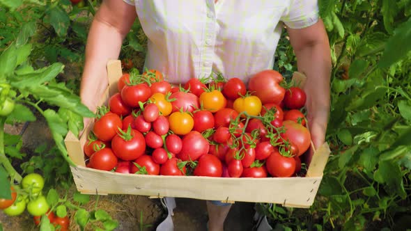 Farmer Hands with Box of Ripe Red Cherry Tomatoes in Greenhouse alt
