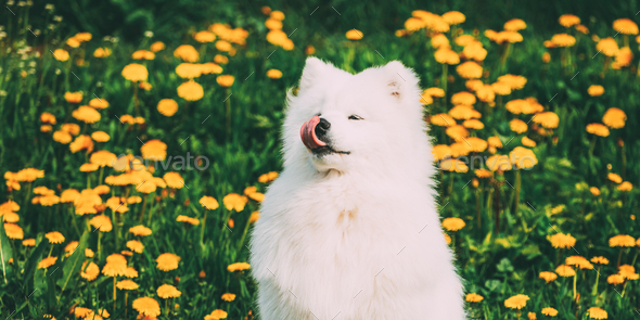 Young Happy Smiling White Samoyed Dog Or Bjelkier, Smiley, Sammy