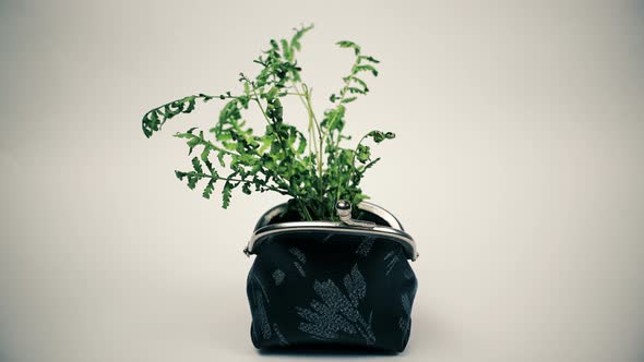 Green Plant Growing From Purse, Growing Money Concept