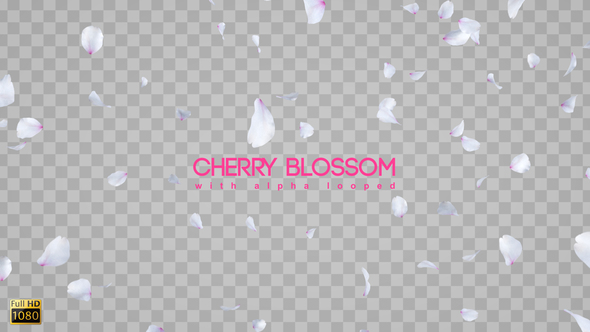 Cherry Blossom