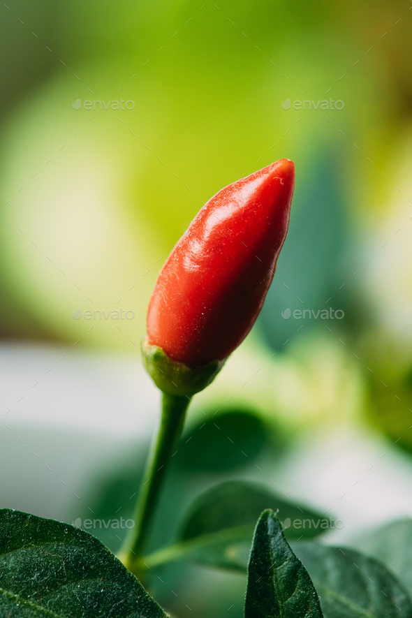 Small Organic Red Peppers Plant Growing On Garden Bed Plantation - Stock Photo - Images