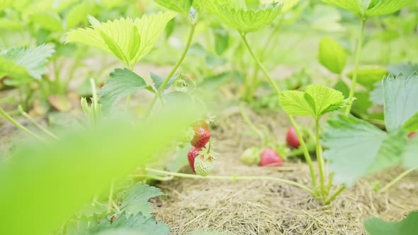 Green Strawberry Leaves Hanging with Fruits on a Bush While Growing