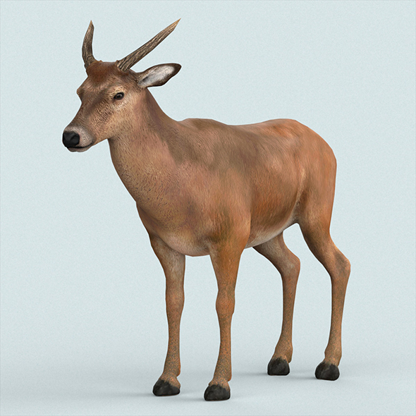 Realistic Wollaton Deer - 3Docean 23547261