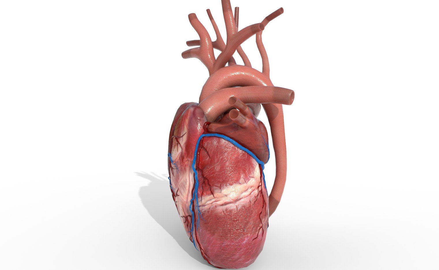 Human Heart animated by Experienceplus | 3DOcean