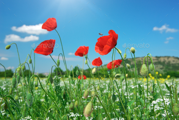 In Poppies Field In Poppies Field Stock Photo By Rozum Photodune