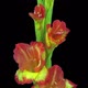 Time-lapse of opening hybrid gladiolus flower - VideoHive Item for Sale