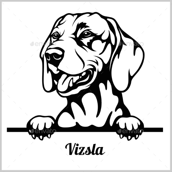 Vizsla Peeking Dog, Vectors GraphicRiver