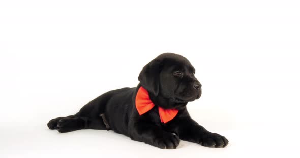 Black Labrador Retriever, Puppy wearing a Bow Tie on White Background, Normandy, Slow Motion 4K alt