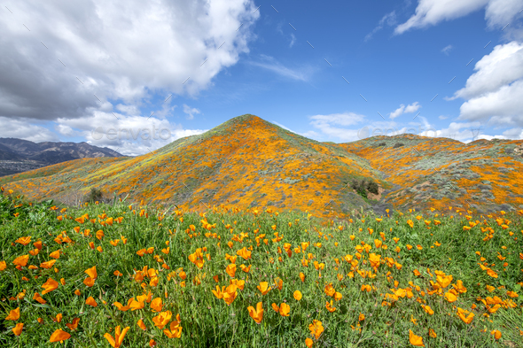 Poppies blooming on hillside - Stock Photo - Images