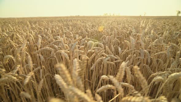 Golden wheat fields. Ripe ears of wheat. Agricultural landscape. Grain field in the sun. alt