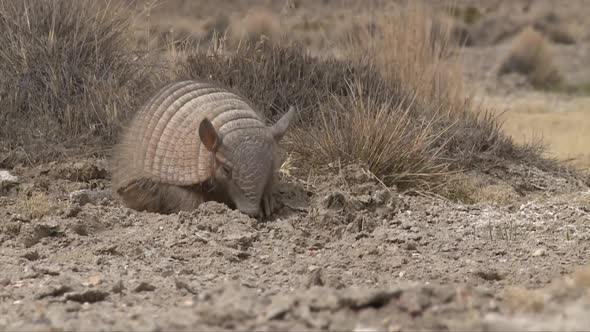 Quirquincho andino from north of Chile., Stock Footage | VideoHive