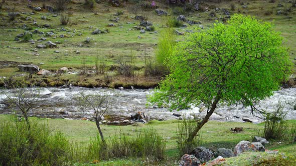 Turbid Water of the Chuya River in the Altai Republic Nature Landscape with Mountains River and alt