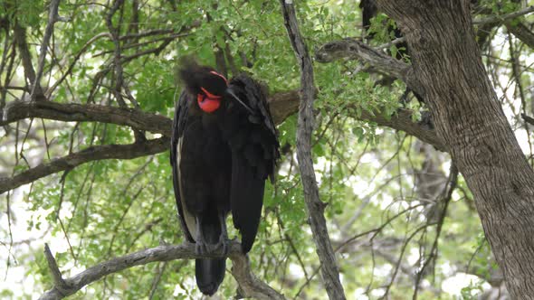 Southern ground hornbill in a tree cleaning his feathers alt