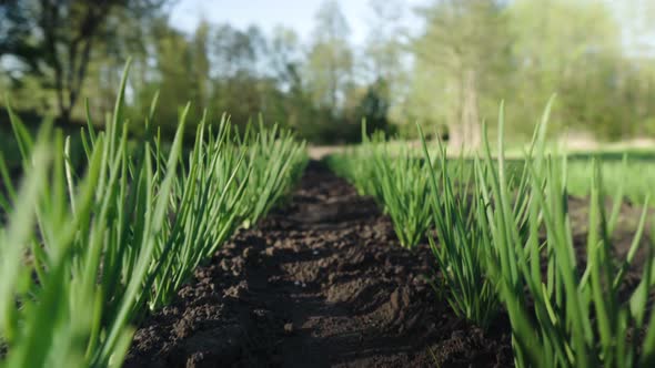 The Camera Moves Between Straight Rows of Plantings in the Field