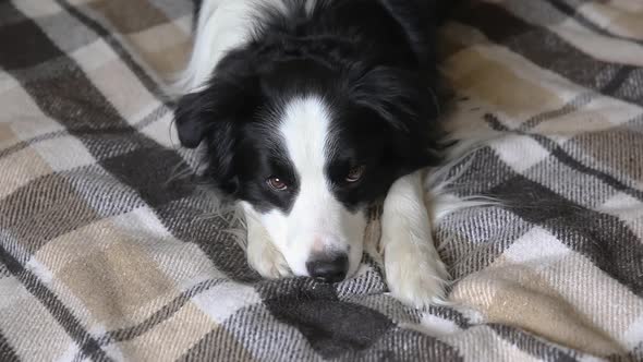 Funny Puppy Dog Border Collie Lying on Couch with Plaid Indoors alt