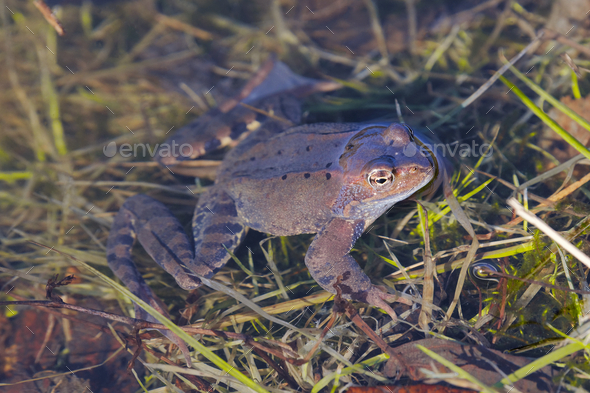 European common frog (Rana temporaria)