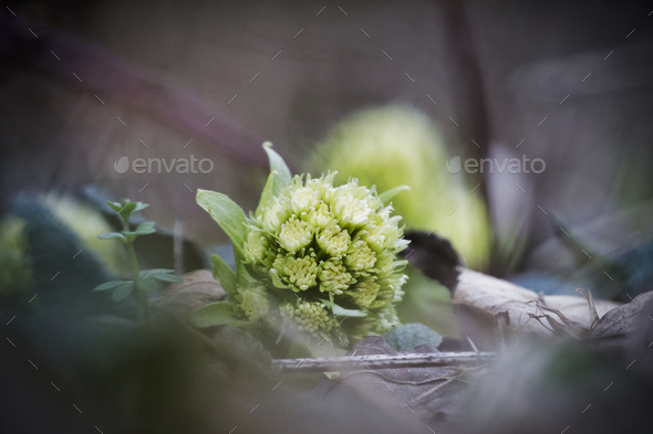 Petasites albus springtime forest herb - Stock Photo - Images