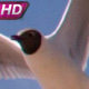Hangs In Front Of The Camera Seagull - VideoHive Item for Sale