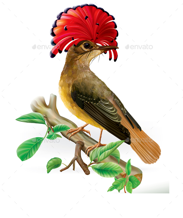 amazonian royal flycatcher