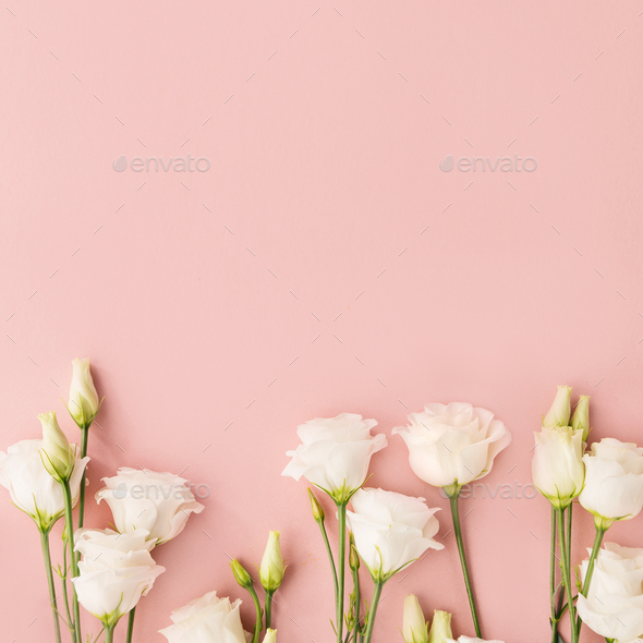 White flowers on pink background Stock Photo by kuban-kuban | PhotoDune