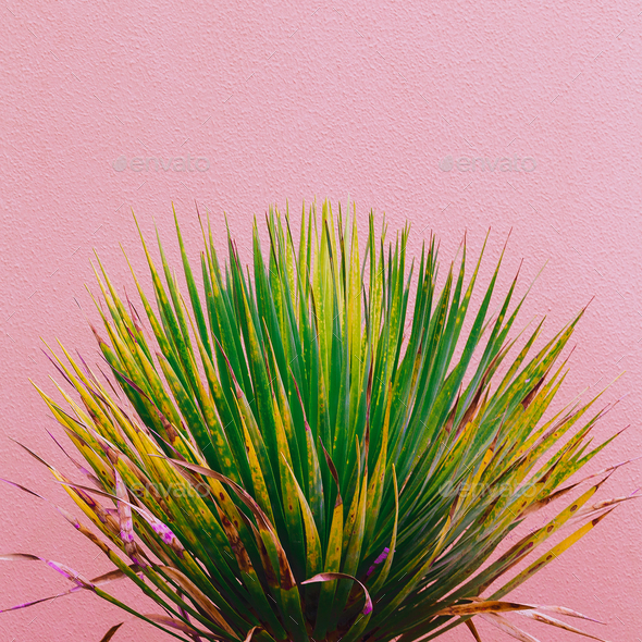 Fashion plants on pink content. Green on pink background wall