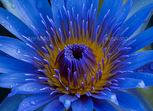 Blue lotus - Stock Photo - Images